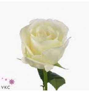 ΤΡΙΑΝΤΑΦΥΛΛΑ  ΛΕΥΚΑ 60εκ.  ROSEN NORMA  JEANE